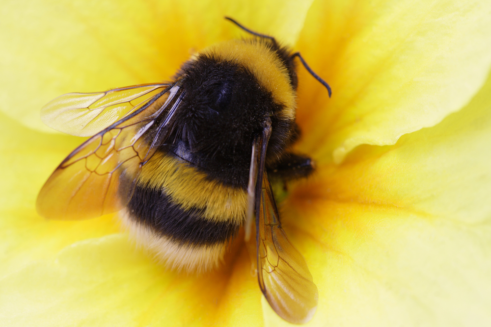 Bumblebees are too&nbsp;fat