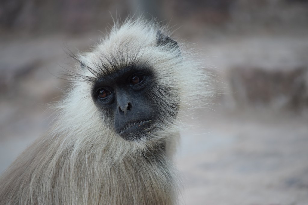 This is a picture of a&nbsp;monkey